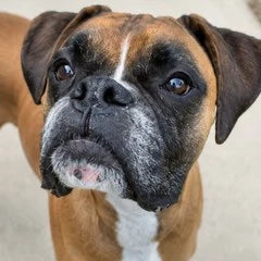 Drama the Boxer, inspiration for the Drama Feeder